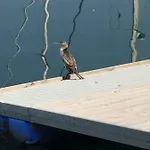 Rivabahn *